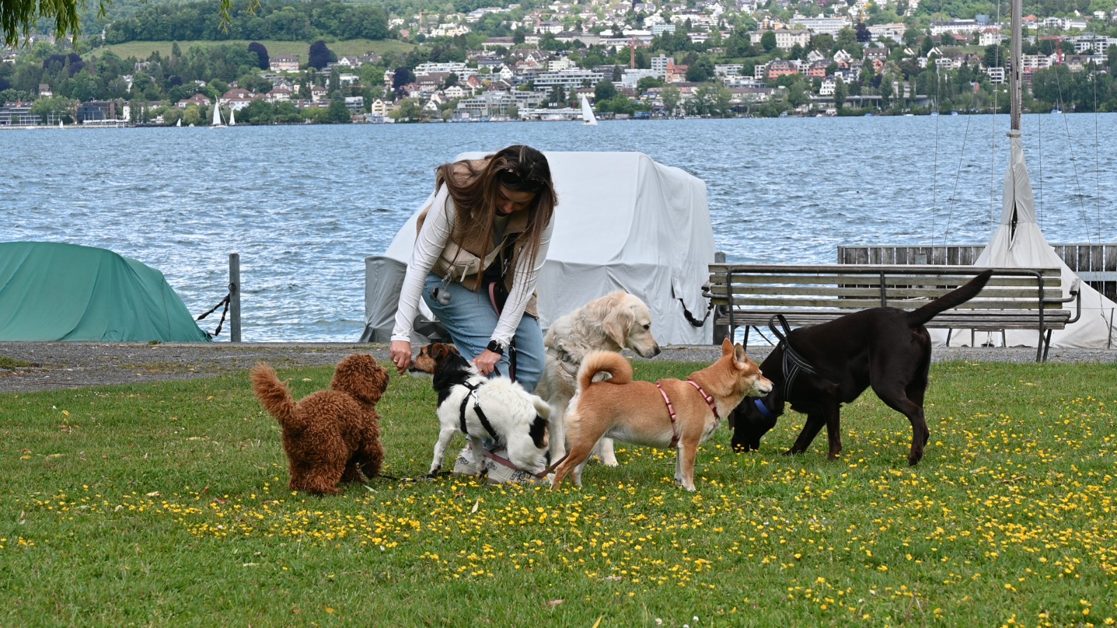 Hund in Betreuung